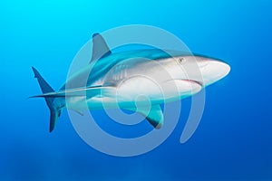 Caribbean reef shark