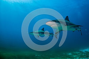 Reef Shark Bahamas