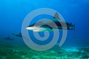 Reef Shark Bahamas