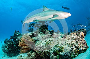 Caribbean reef shark at the Bahamas