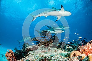 Caribbean reef shark at the Bahamas