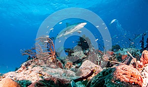 Caribbean reef shark at the Bahamas