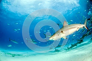 Caribbean reef shark at the Bahamas