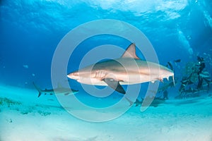 Caribbean reef shark at the Bahamas