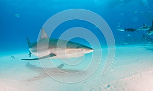 Caribbean reef shark at the Bahamas