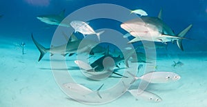 Caribbean reef shark at the Bahamas