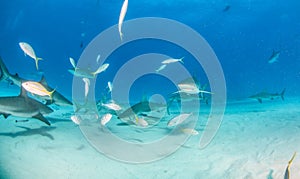 Caribbean reef shark at the Bahamas