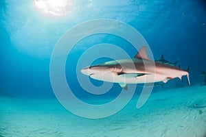 Caribbean reef shark at the Bahamas