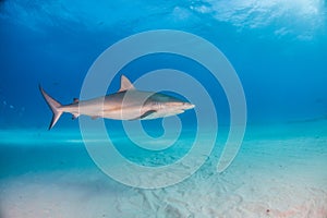 Caribbean reef shark at the Bahamas