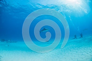 Caribbean reef shark at the Bahamas