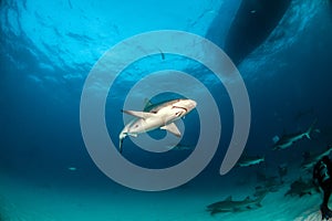 Caribbean reef shark at the Bahamas