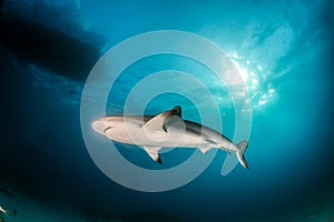 Caribbean reef shark at the Bahamas