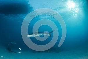 Caribbean reef shark at the Bahamas