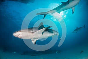 Caribbean reef shark at the Bahamas