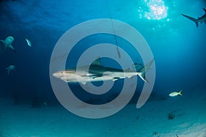 Caribbean reef shark at the Bahamas