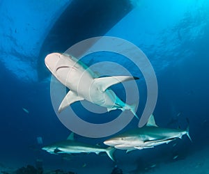 Caribbean reef shark at the Bahamas