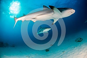 Caribbean reef shark at the Bahamas