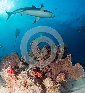 Caribbean reef shark at the Bahamas