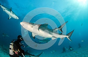 Caribbean reef shark at the Bahamas