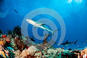 Caribbean reef shark at the Bahamas