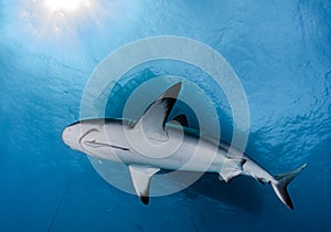 Caribbean reef shark at the Bahamas