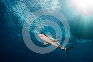 Caribbean reef shark Carcharhinus perezi