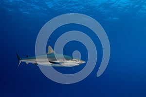 Caribbean reef shark Carcharhinus perezi