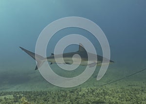A Caribbean Reef Shark (Carcharhinus perezii) in Bimini
