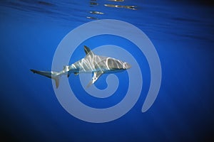 The Caribbean reef shark Carcharhinus perezii underwater with sun drawing. A reef shark atypically at the sea surface