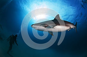 Caribbean Reef Shark