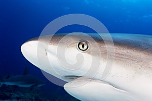 Caribbean reef shark close up encounter