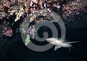 Caribbean reef shark in cave.