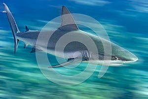 Caribbean reef shark fast motion