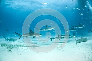 Caribbean reef shark and lemon shark at the Bahamas