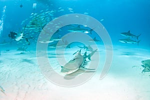 Caribbean reef shark and lemon shark at the Bahamas