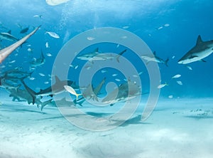 Caribbean reef shark and lemon shark at the Bahamas