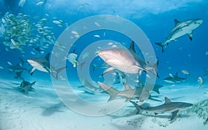 Caribbean reef shark and lemon shark at the Bahamas