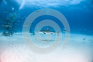 Caribbean reef shark and lemon shark at the Bahamas