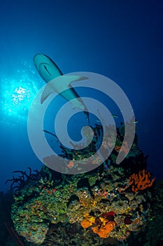 Caribbean reef shark over reef