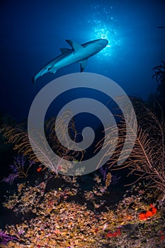 Caribbean reef shark over reef