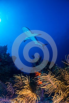 Caribbean reef shark over reef