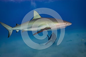 Caribbean Reef Shark