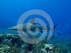 Caribbean reef shark swimming over stunning reef in Cuba's Jardin de la Reina