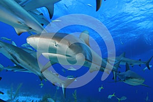 Caribbean Reef Sharks photo