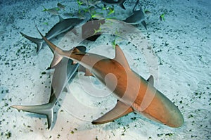 Caribbean Reef Sharks