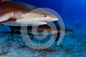 Caribe Acantilado tiburones 