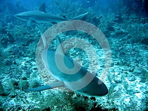 Caribbean Reef Sharks