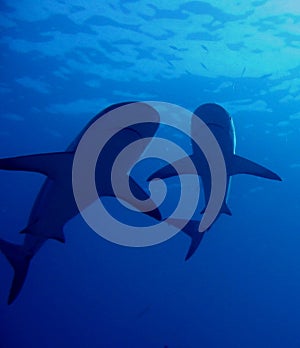 Caribbean Reef Sharks