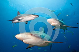 Caribbean reef sharks.