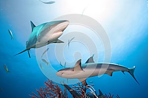 Caribbean reef sharks.